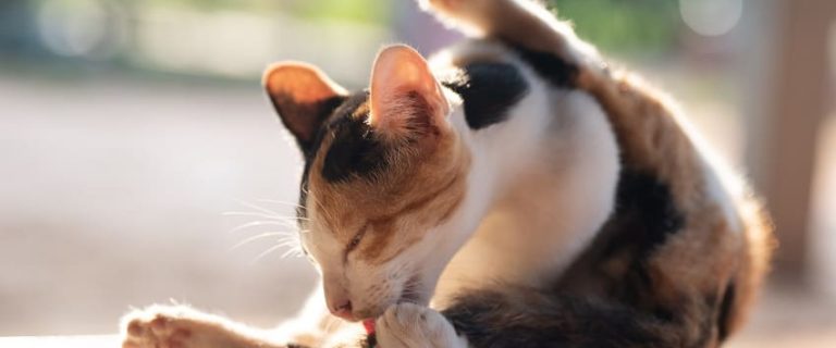 Worms in Cats: How to Protect Your Kitty from Parasites