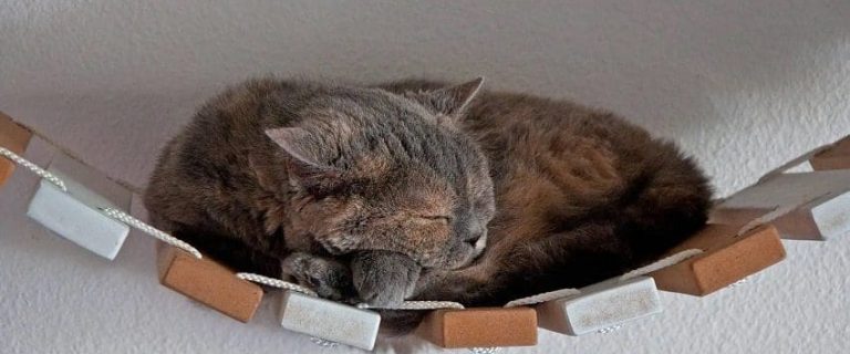 Best Cat Climber Wall For Ultimate Climbing Experience