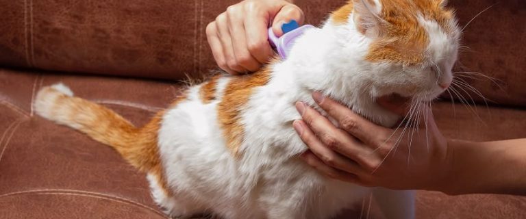 6 Easy Way On How To Get Rid Of Dandruff On Cats
