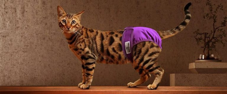 Cat Diapers 101: Everything You Need to know