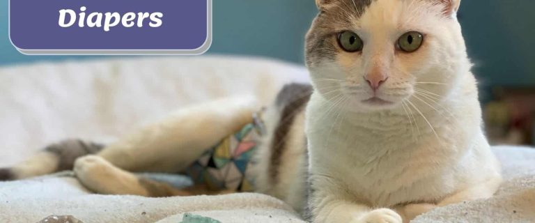 Best Cat Diapers: Comfortable and Convenient Solutions for Your Cat