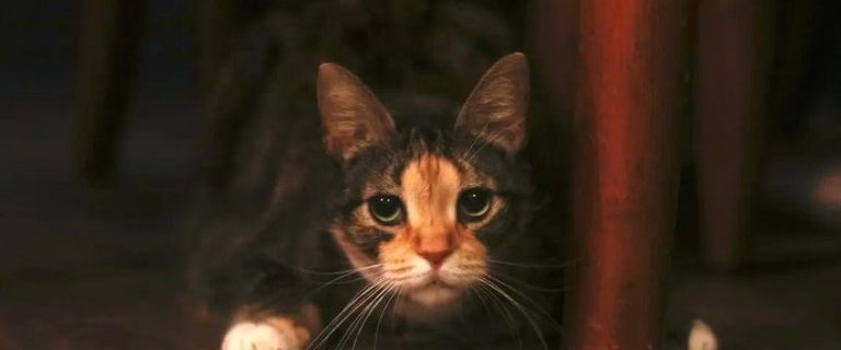 How Long Can Cats Go Without Food? A Feline Nutrition Guide