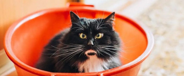 How to Discipline a Cat: 5 Proven Methods for a Harmonious Relationship