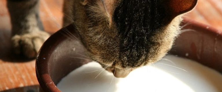 Can Cats Drink Milk Safely? Everything You Need To Know