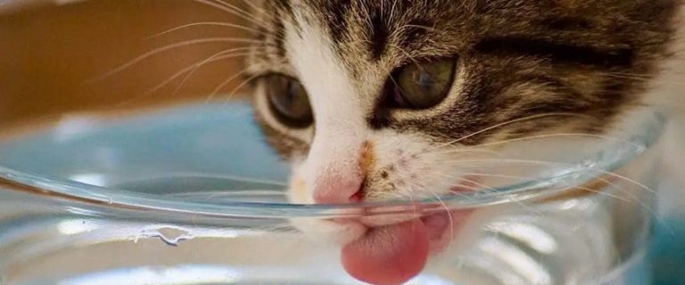 How Much Water Should A Cat Drink? Keeping Your Cat Hydrated