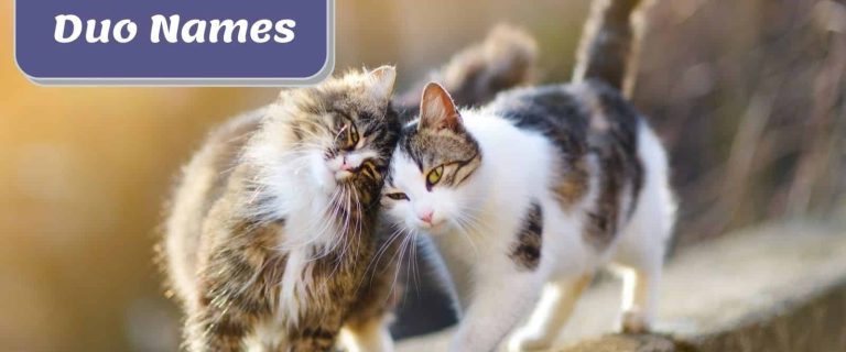 cat duo names fg