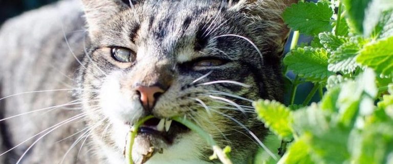 How to Give Cats Catnip: A Cat Parent's Guide to Feline Fun!