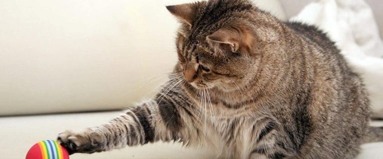 Cat Exercise: 11 Tips How To Get Your Lazy Cat Moving And Active
