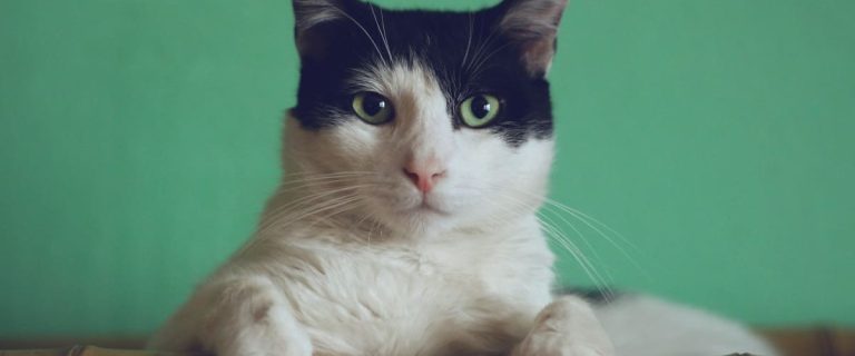 Let's talk cat exercise wheels! Are they safe? A good buy? If so, where do you get one? Can you build your own? Find out all the answers in our guide!