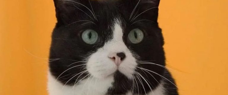 Cat Facts That Will Amaze You - Discover the Hidden World of Cats