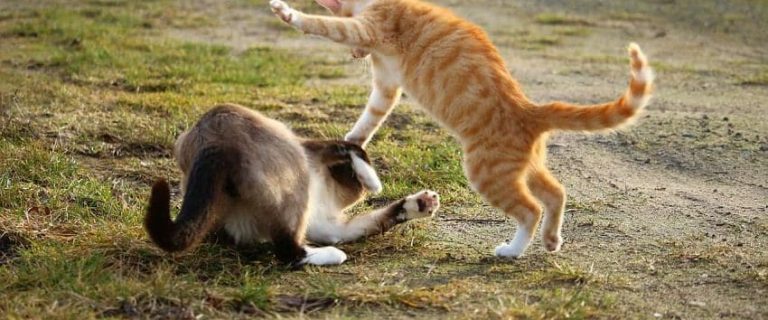 How to Break Up a Cat Fight Safely: 5 Expert Tips