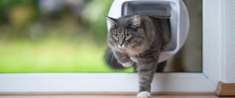 Looking for a cat flap but have no idea where to start? Check out our complete guide- including recommendations and even some tips on finding a cat flap fitter!