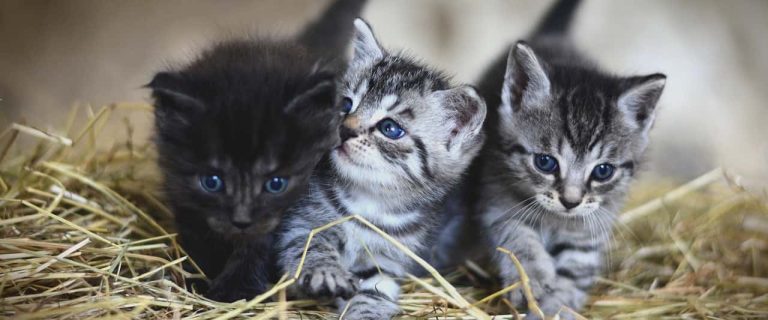 Cat had kittens outside? You'll need some knowledge to help you find them. Read on for a complete guide to helping both mama and her babies!