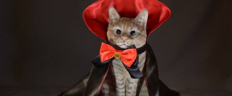 Best Cat Halloween Costumes for Your Spooky Kitty!