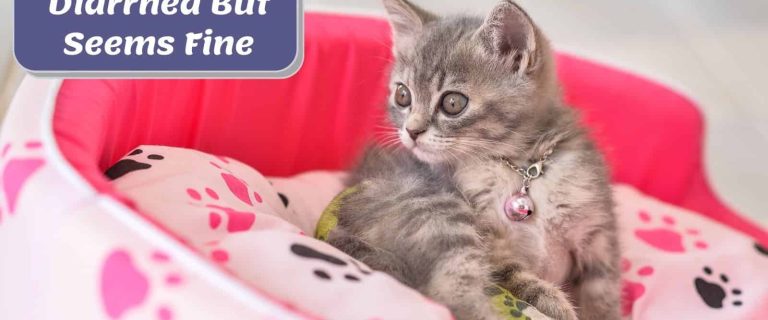 kitten with pink collar in a pink cat bed