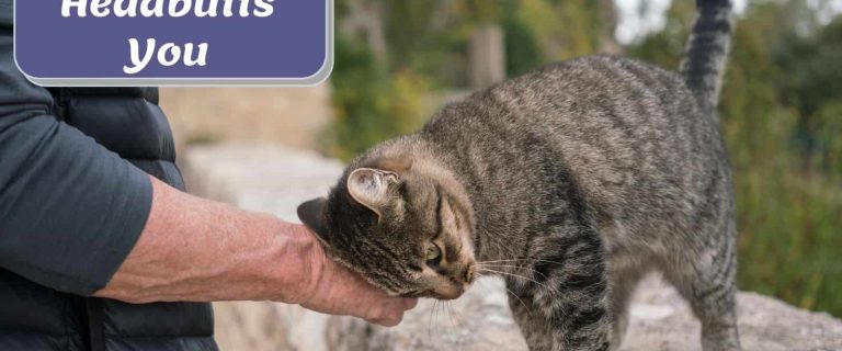 tiger cat headbutt