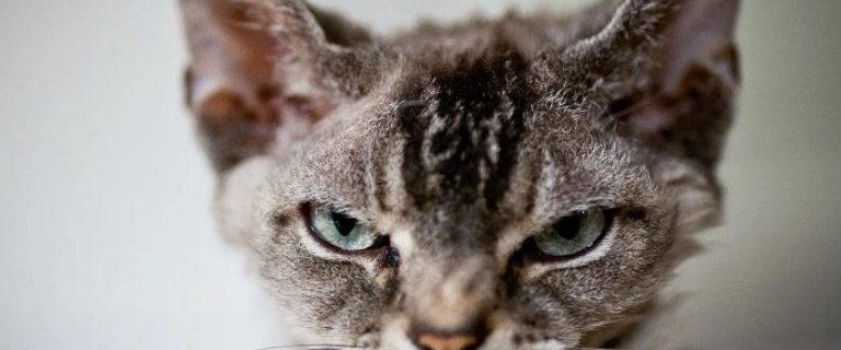 How Long Does a Cat Hold a How Long Does a Cat Hold a Grudge For? A Complete GuideGrudge For? A Complete Guide