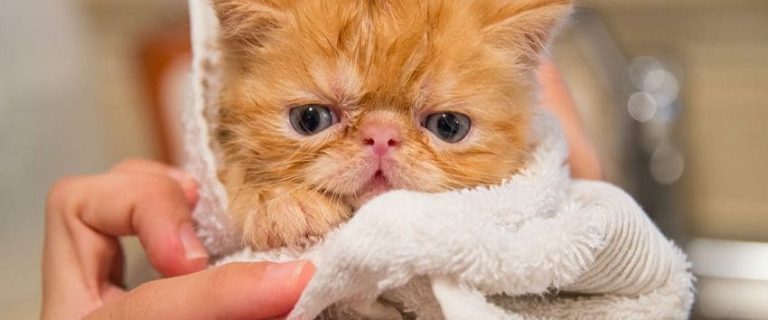 5 Cat Diseases Decoded: How To Diagnose, Treat and Prevent Each