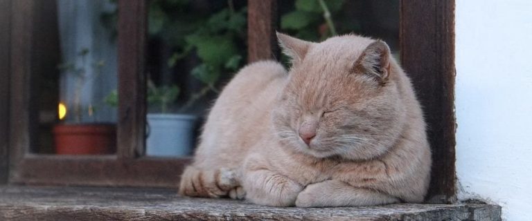 Why Do Cats Loaf? Exploring the Curious Position Cats Love