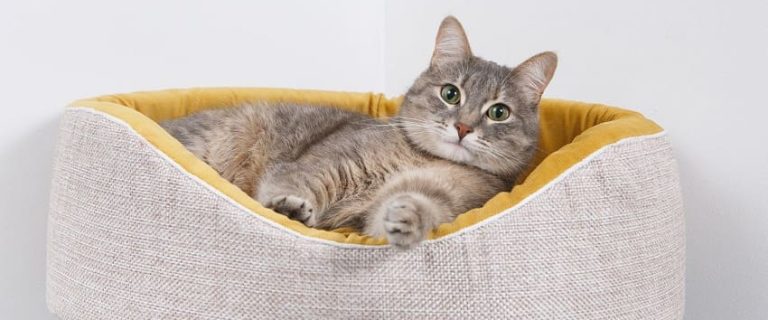 The Best Cat Beds for a Good Night's Sleep
