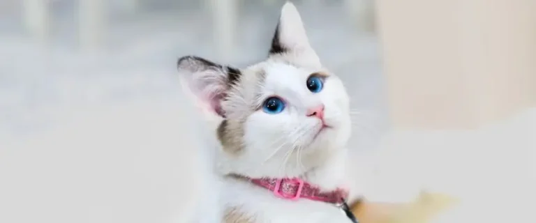Do Cats Bleed When in Heat? The Facts of Feline Fertility
