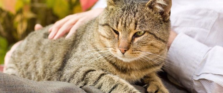 Lap Cats and Beyond: Enjoy the Warmth of Feline Love