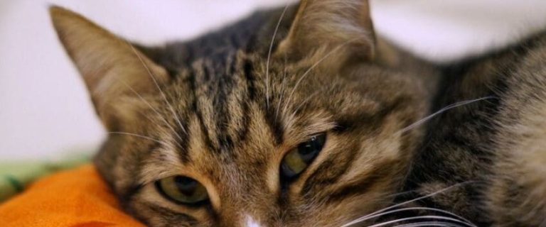 How to Tell If a Cat Is in Pain: Recognizing the Signs