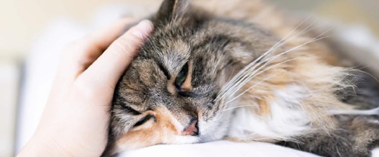 What do you do when your cat is dying? How do you cope or help your other cats? Read on for answers to these tough questions and more.