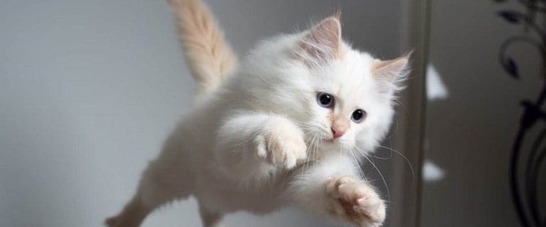 How High Can Cats Really Jump? Exploring Feline Agility