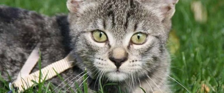 Leash Training a Cat: 7 Expert Tips for Training Success