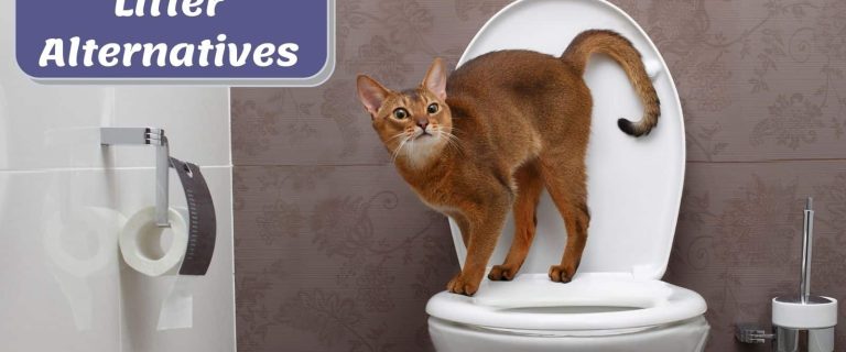 11 Innovative Cat Litter Alternatives for Modern Pet Owners