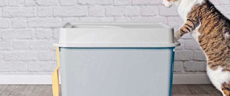 Looking for cat litter box alternatives? We’ve got you covered! Check out our complete guide, including DIY tutorials!