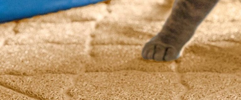 5 Best Cat Litter Mats That Will Help Keep Your House Mess-Free