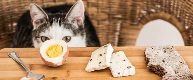 Can Cats Eat Cheese? Delicious or Dangerous For Cats?