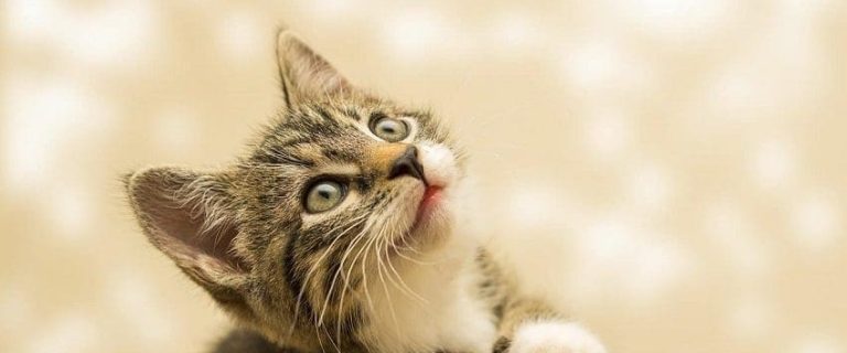 How Do Cats Choose Their Favorite Person Explained