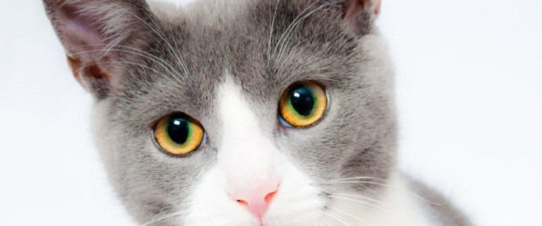 7 Things You Should Never Say To A Cat Owner