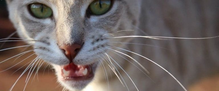 Why Is My Pregnant Cat Meowing So Much? 5 Common Reasons