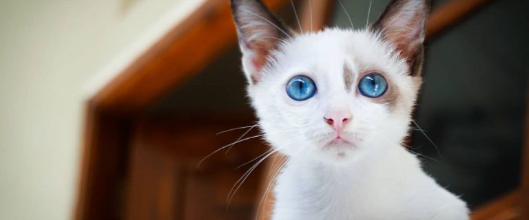 Unique Cat Names Starting with B: Beyond Ordinary