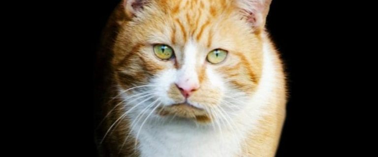 200 Male Cat Names That Will Make Your Feline Stand Out