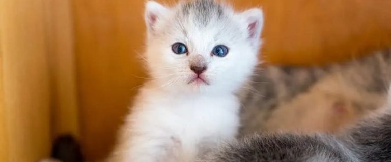 55 Sweet Cat Names from Movies to Inspire You