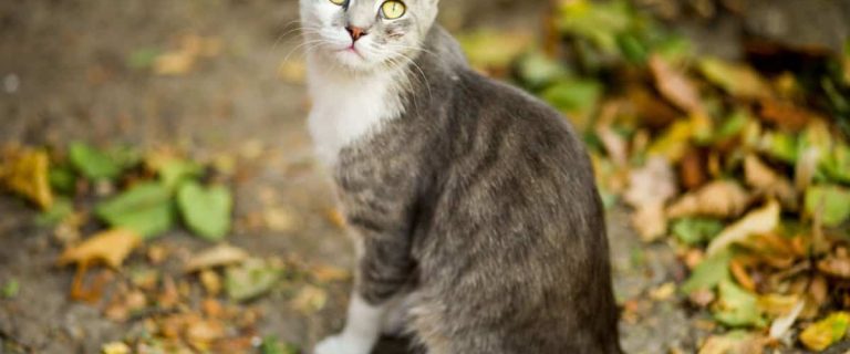 Get ready for some of the most darling cat names that start with D! We rounded up 100 of our favorites, with 50 each for boys and girls. Take a look!