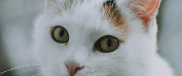 100 Cat Names That Start with A: Alluring A Names