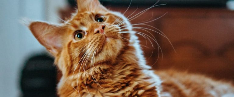 100 Sweet Cat Names That Start with S