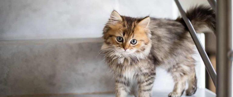 100 Charming and Creative Cat Names that Start with C
