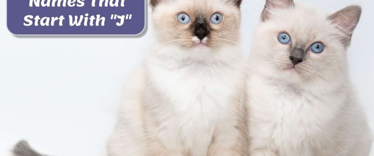 200+ Jubilant Cat Names That Start With J