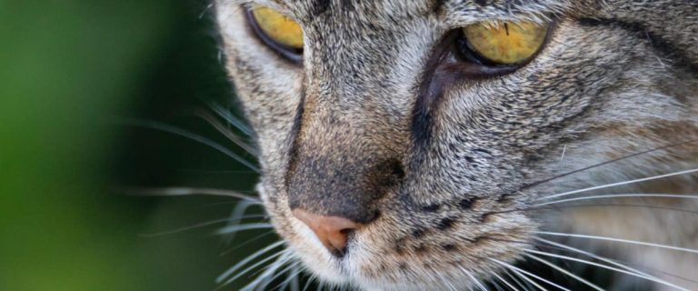 100 Cute Cat Names That Start with K