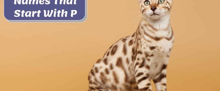 300+ Pretty and Playful cat names That Start with P