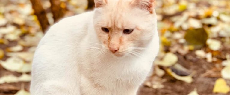 Get ready to head way down Alphabet Lane and check out 100 terrific cat names that start with T! We've got 50 each for boys and girls!