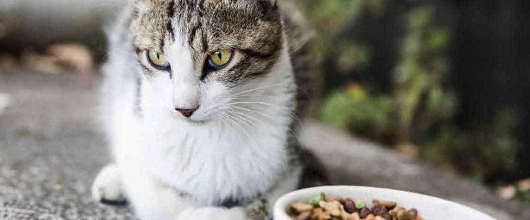 10 Signs of an Unhappy Cat That Every Pet Parent Should Know