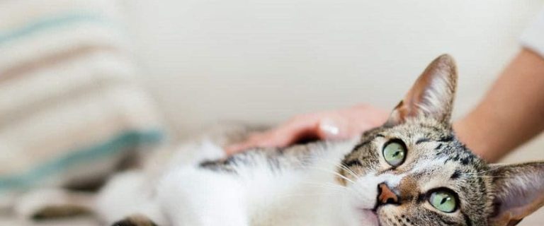 Why Is My Cat Obsessed With Me? 9 Most Common Reasons